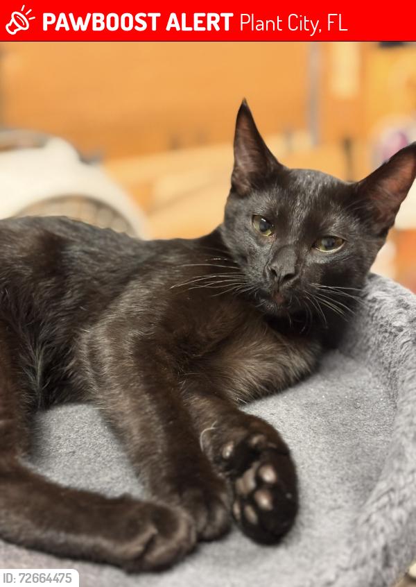 Lost Male Cat last seen Wilder road, Plant City, FL 33566