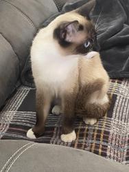 Found/Stray Female Cat last seen Judah Street, Roseville, CA 95678