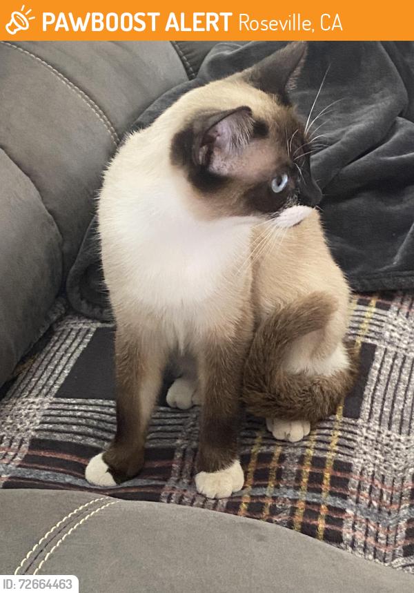 Found/Stray Female Cat last seen Judah Street, Roseville, CA 95678