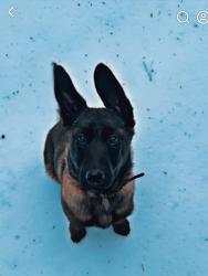 Lost Male Dog last seen Broadway Lake , Anderson County, SC 29621