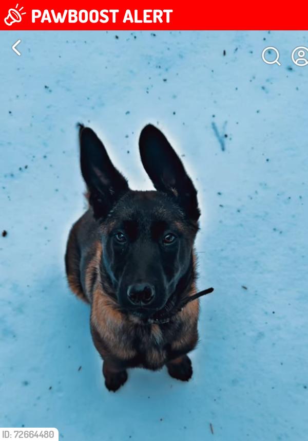 Lost Male Dog last seen Broadway Lake , Anderson County, SC 29621