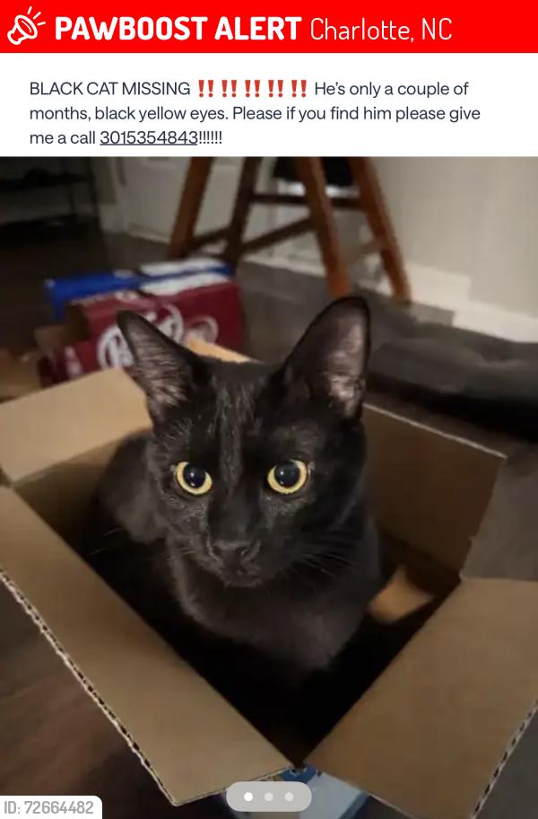 Lost Male Cat last seen Crutchfield Pl, Charlotte, NC 28213