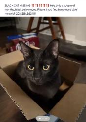 Lost Male Cat last seen Crutchfield Pl, Charlotte, NC 28213