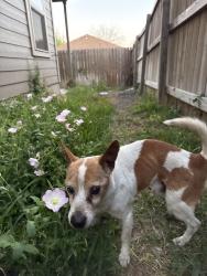 Found/Stray Male Dog last seen Lakeview Dr & N Foster, San Antonio, TX 78244