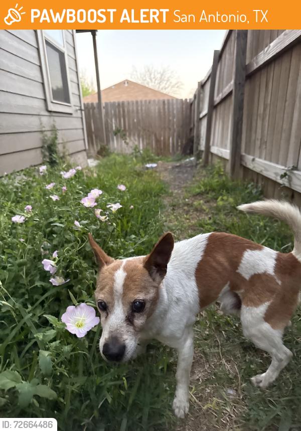 Found/Stray Male Dog last seen Lakeview Dr & N Foster, San Antonio, TX 78244