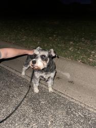 Found/Stray Female Dog last seen Intersection of Beverly and North Bentwood Dr, San Angelo, TX 76904