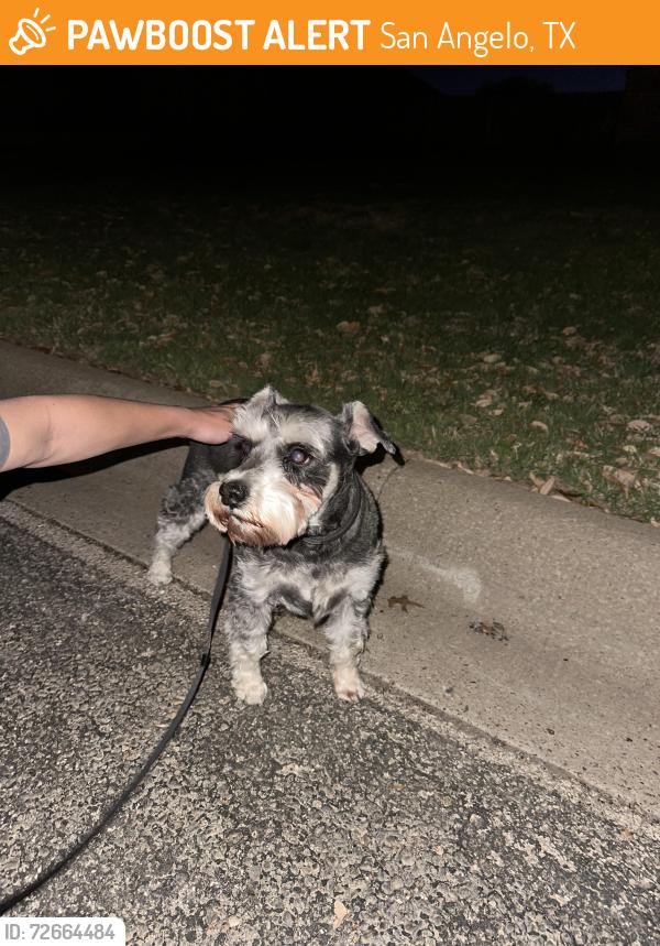Found/Stray Female Dog last seen Intersection of Beverly and North Bentwood Dr, San Angelo, TX 76904