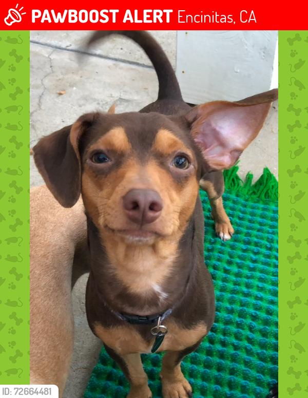 Lost Male Dog last seen Santa Fe drive, Encinitas, CA 92024