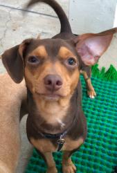 Lost Male Dog last seen Santa Fe drive, Encinitas, CA 92024