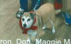 Lost Female Dog last seen Juan Tabo & Comanche NE albuquerque NM, Albuquerque, NM 87111