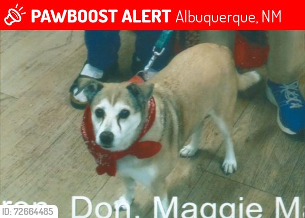 Lost Female Dog last seen Juan Tabo & Comanche NE albuquerque NM, Albuquerque, NM 87111