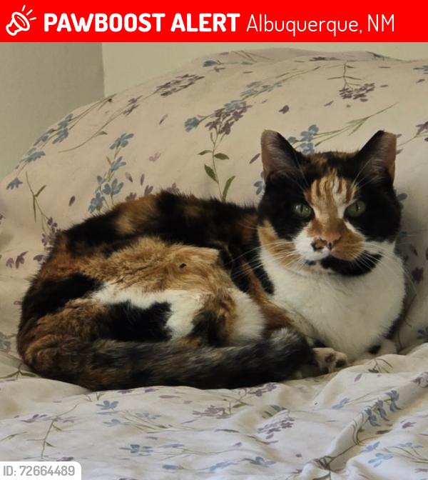 Lost Female Cat last seen Grant Middle School, Albuquerque, NM 87112