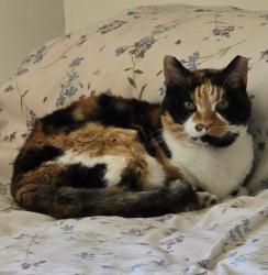 Lost Female Cat last seen Grant Middle School, Albuquerque, NM 87112