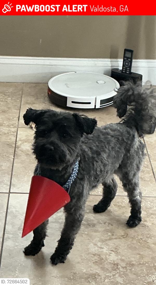 Lost Male Dog last seen Glen Laurel Dr W, Valdosta, GA 31603
