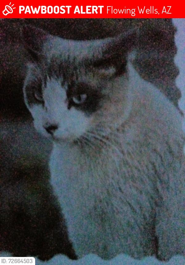 Lost Male Cat last seen Bashas, Flowing Wells, AZ 85705