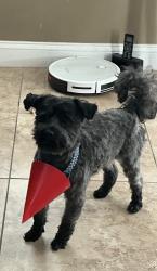 Lost Male Dog last seen Glen Laurel Dr W, Valdosta, GA 31603