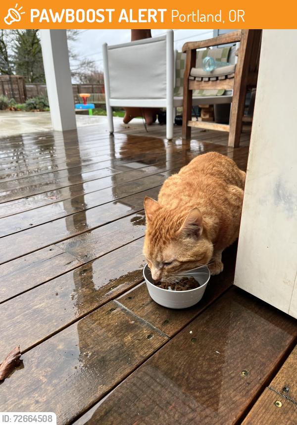 Found/Stray Unknown Cat last seen SE Yamhill & 74th street , Portland, OR 97215