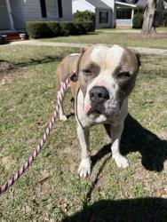Found/Stray Male Dog last seen Terry Sanford, Haymount, Fayetteville , Fayetteville, NC 28303