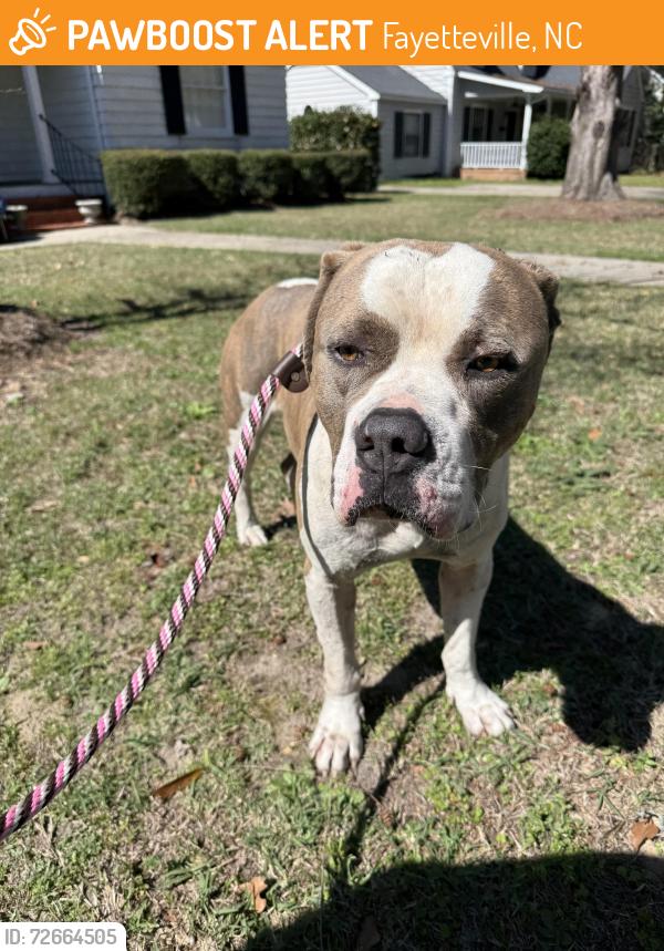 Found/Stray Male Dog last seen Terry Sanford, Haymount, Fayetteville , Fayetteville, NC 28303