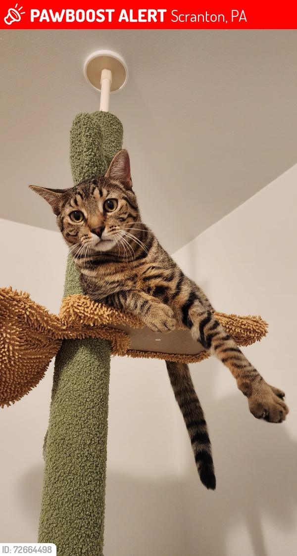 Lost Male Cat last seen Lake Scranton, Scranton, PA 18505