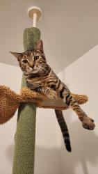 Lost Male Cat last seen Lake Scranton, Scranton, PA 18505