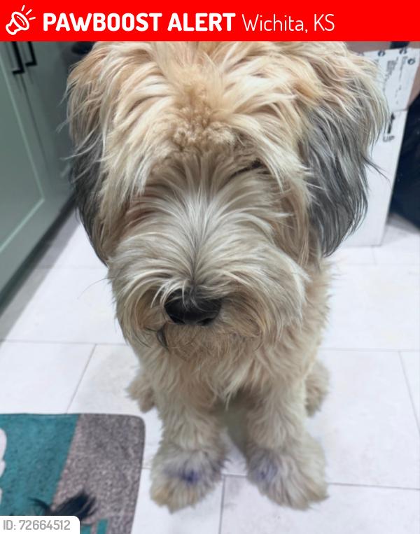 Lost Female Dog last seen Kellogg drive and hillside, Wichita, KS 67211