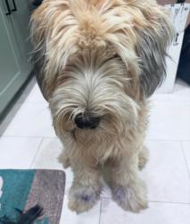 Lost Female Dog last seen Kellogg drive and hillside, Wichita, KS 67211