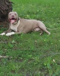 Lost Male Dog last seen Colorado, Rockford, IL 61108