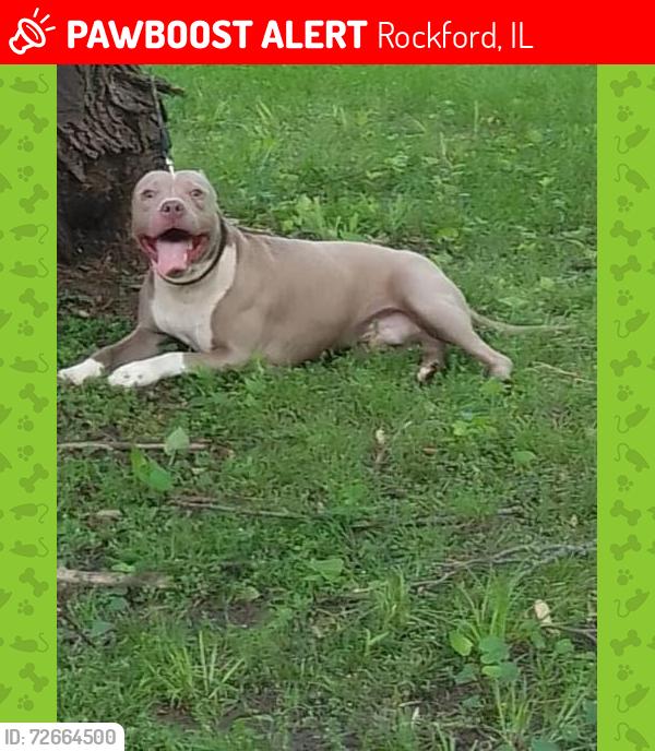 Lost Male Dog last seen Colorado, Rockford, IL 61108