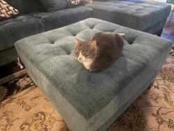 Lost Male Cat last seen Ray and Strickland , Raleigh, NC 27613