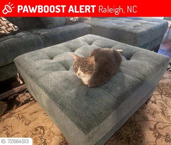 Lost Male Cat last seen Ray and Strickland , Raleigh, NC 27613