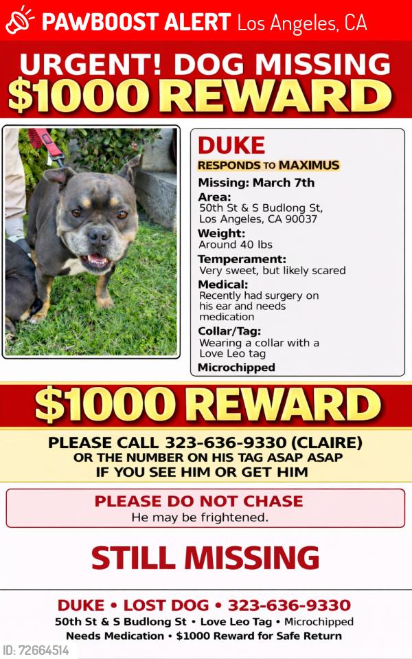 Lost Male Dog last seen Vermont Square library , Los Angeles, CA 90037
