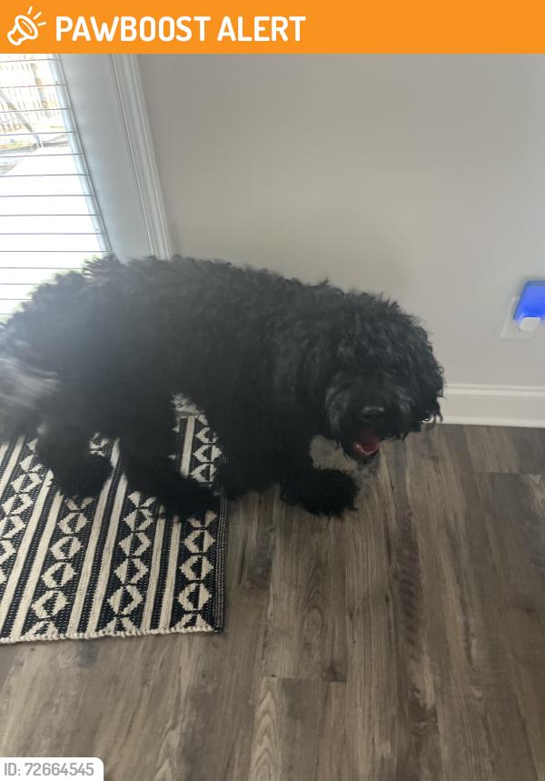 Found/Stray Unknown Dog last seen Cvs, Cherokee County, GA 30102