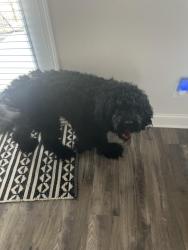 Found/Stray Unknown Dog last seen Cvs, Cherokee County, GA 30102