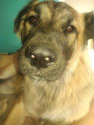 Lost Male Dog last seen 122nd harold, Portland, OR 97236