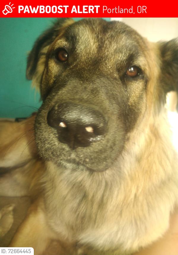 Lost Male Dog last seen 122nd harold, Portland, OR 97236