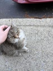 Found/Stray Unknown Cat last seen Brandywine dr Westerville, Westerville, OH 43081