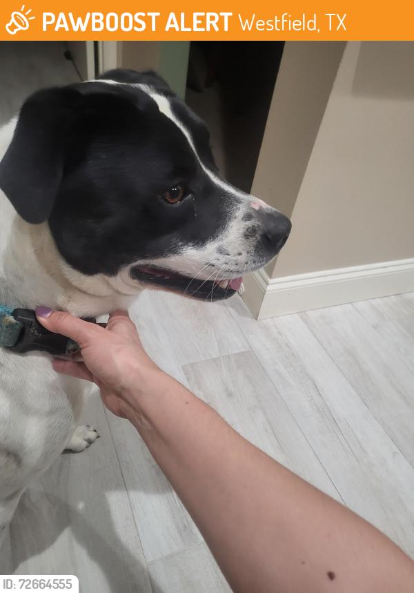 Found/Stray Male Dog last seen Asterglen Ct , Westfield, TX 77449