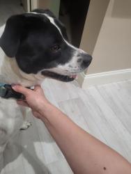Found/Stray Male Dog last seen Asterglen Ct , Westfield, TX 77449