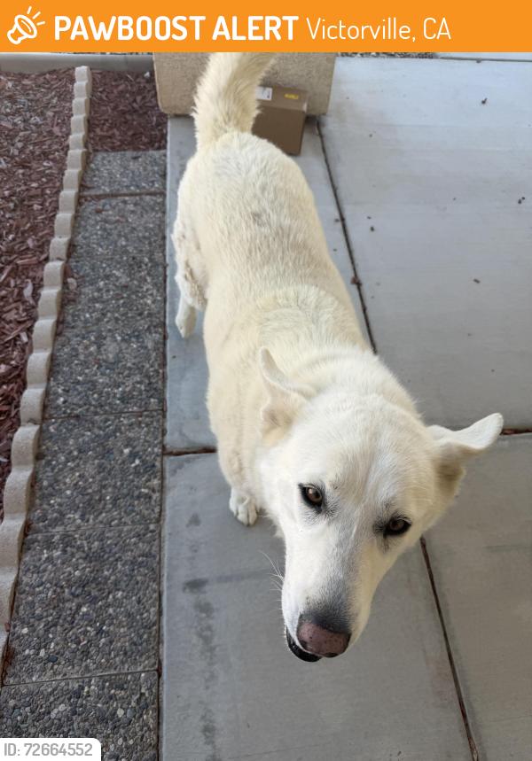 Found/Stray Female Dog last seen Village Dr , Victorville, CA 92394