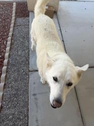 Found/Stray Female Dog last seen Village Dr , Victorville, CA 92394