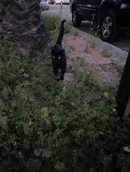 Found/Stray Unknown Cat last seen Adams ave, San Diego, CA 92116