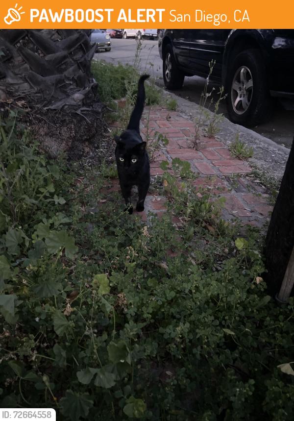 Found/Stray Unknown Cat last seen Adams ave, San Diego, CA 92116