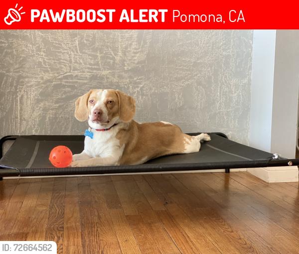 Lost Male Dog last seen Olive st and reservoir, Pomona, CA 91766
