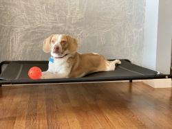 Lost Male Dog last seen Olive st and reservoir, Pomona, CA 91766