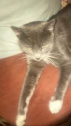 Found/Stray Male Cat last seen Madison & Jefferson near Monroe St, Spokane, WA 99201