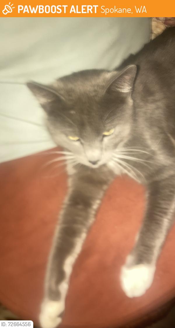 Found/Stray Male Cat last seen Madison & Jefferson near Monroe St, Spokane, WA 99201