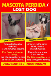 Lost Female Dog last seen Hialeah, Hialeah, FL 33012