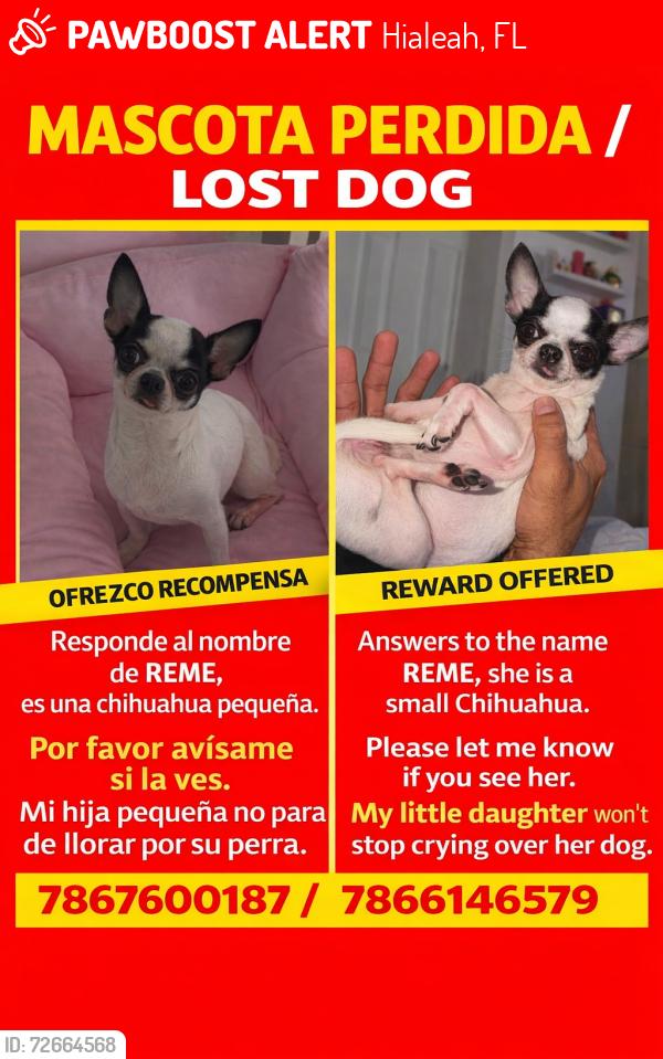 Lost Female Dog last seen Hialeah, Hialeah, FL 33012