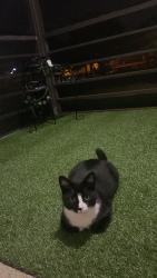 Lost Male Cat last seen Military trail and southern blvd, Palm Beach County, FL 33415
